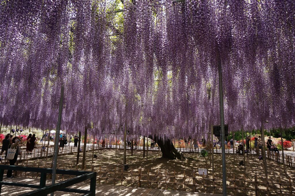 Cascading purple wisteria at Ashikaga Flower Park