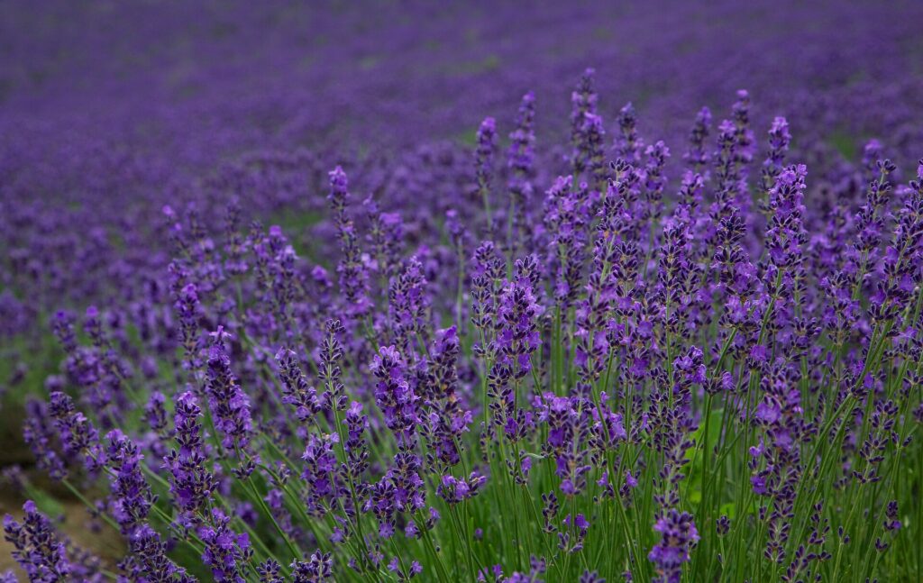 Furano, Hokkaido
