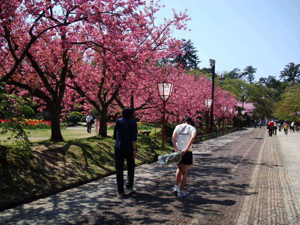 Cherry blossoms and moat at Hirosaki Park, Aomori