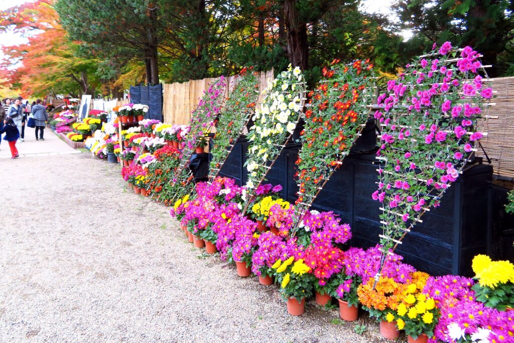 Chrysanthemum displays and autumn foliage at Hirosaki Park
