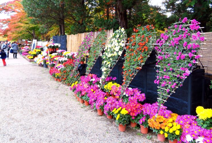 Chrysanthemum displays and autumn foliage at Hirosaki Park