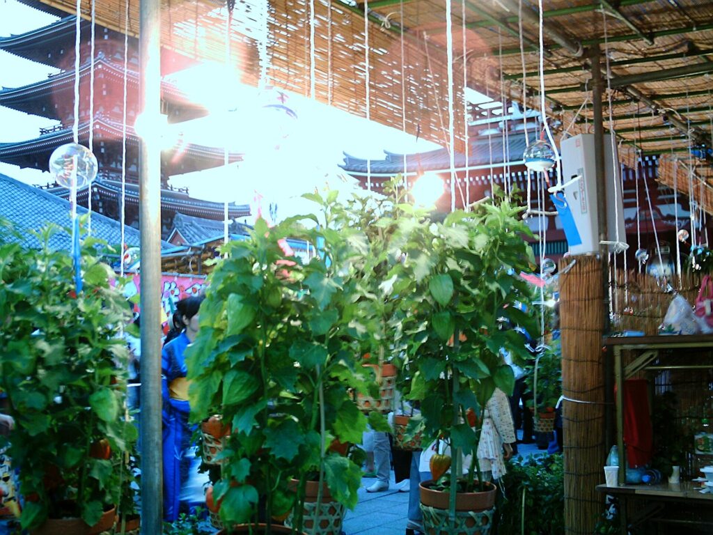 Ground cherry stalls at the Hozuki-ichi market at Sensoji Temple, Asakusa