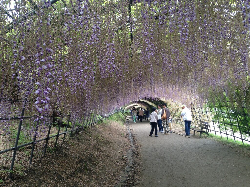 Wisteria tunnel in full bloom at Kawachi Fuji Garden