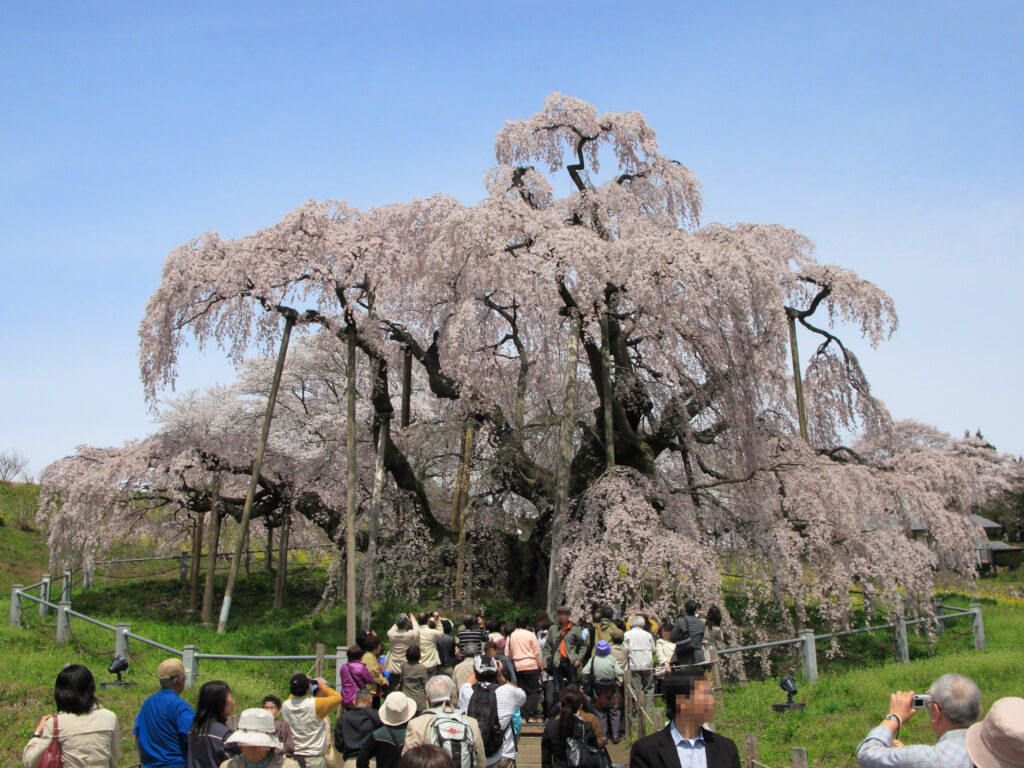The 1,000-year-old Miharu Takizakura weeping cherry tree in bloom