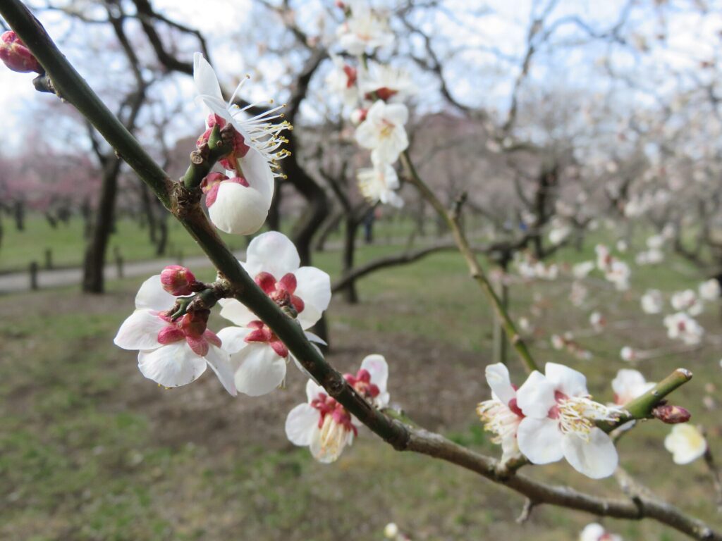 Plum blossoms in bloom at Kairakuen garden in Mito