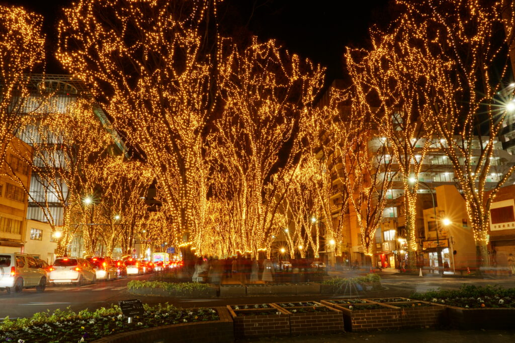 Zelkova trees strung with lights at the Sendai Pageant of Starlight