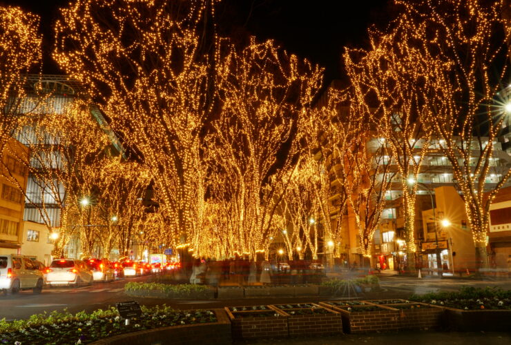 Zelkova trees strung with lights at the Sendai Pageant of Starlight