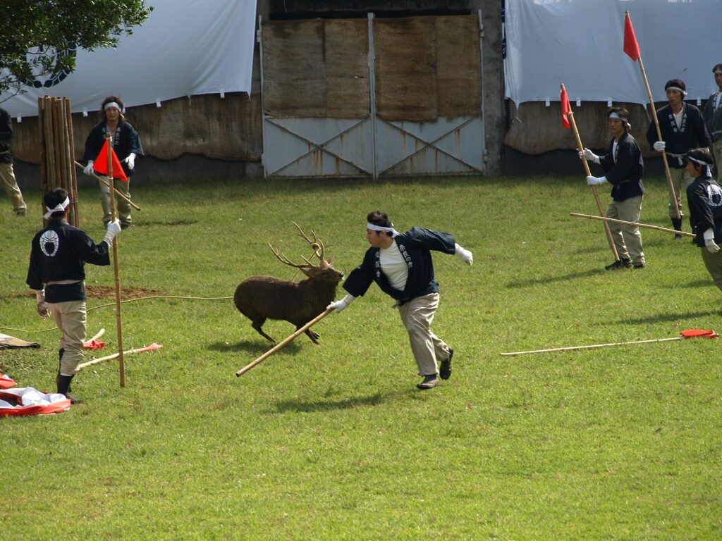 Deer antler-cutting ceremony in Nara