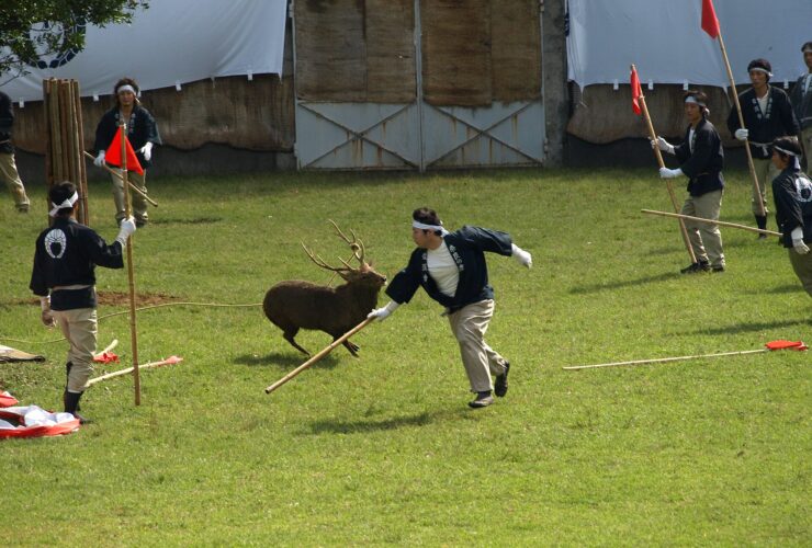 Deer antler-cutting ceremony in Nara