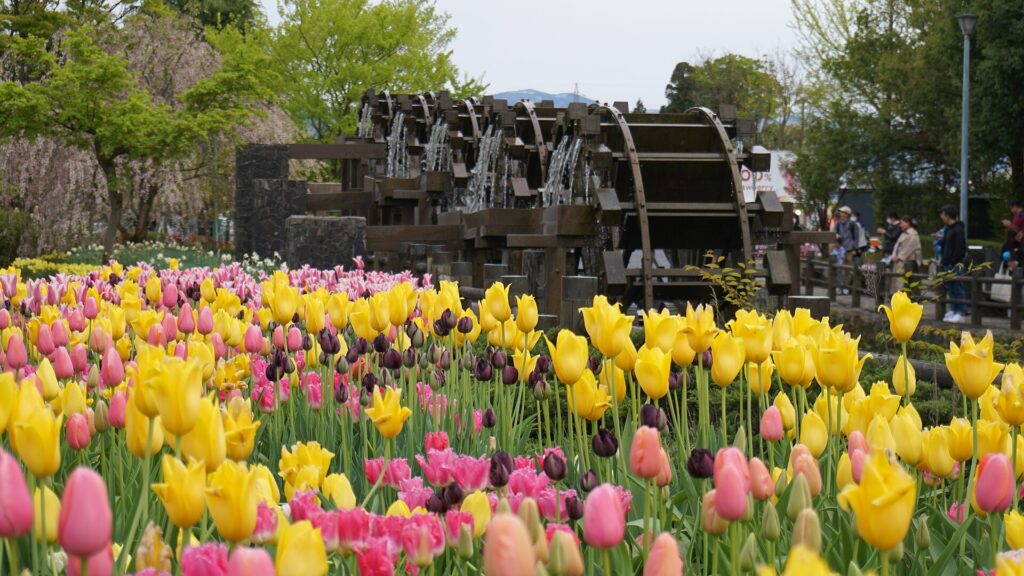 Tulips and waterwheel, Tonami Tulip Park