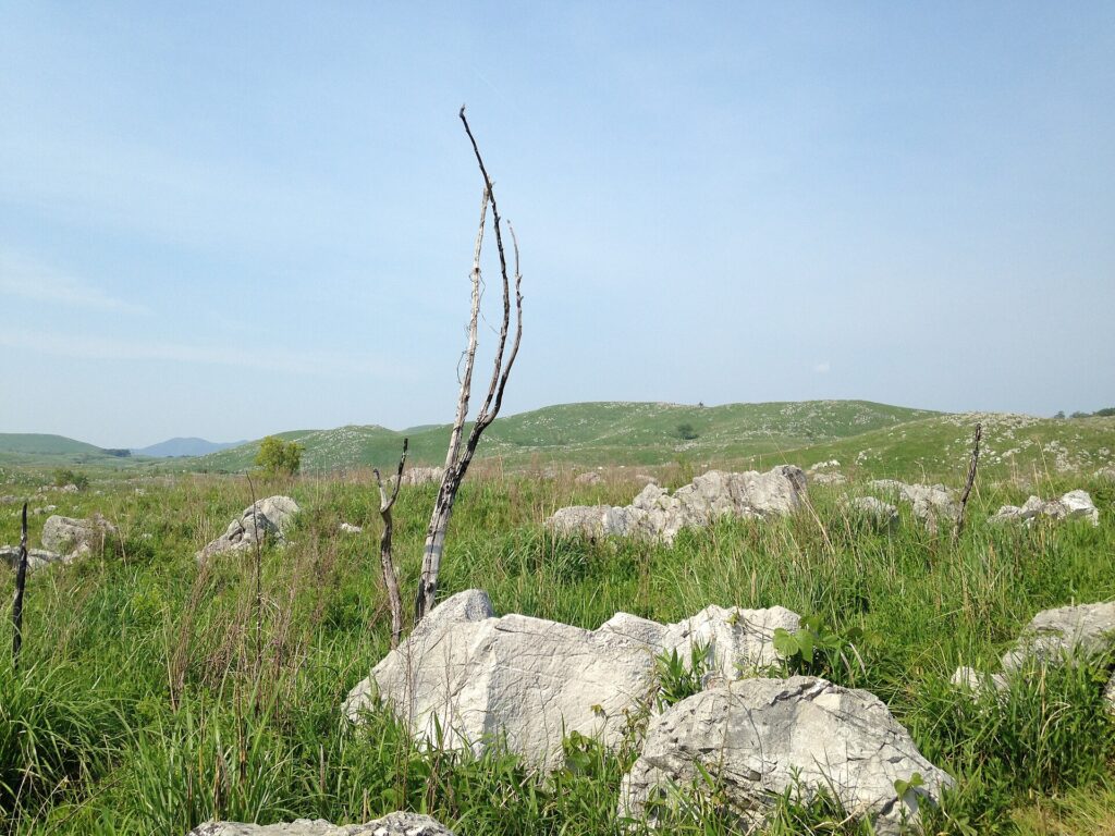 The limestone grassland of the Akiyoshidai plateau in Yamaguchi