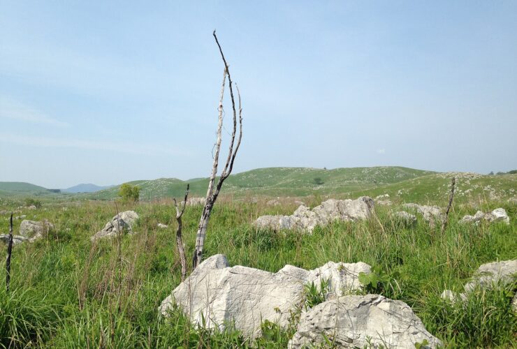 The limestone grassland of the Akiyoshidai plateau in Yamaguchi