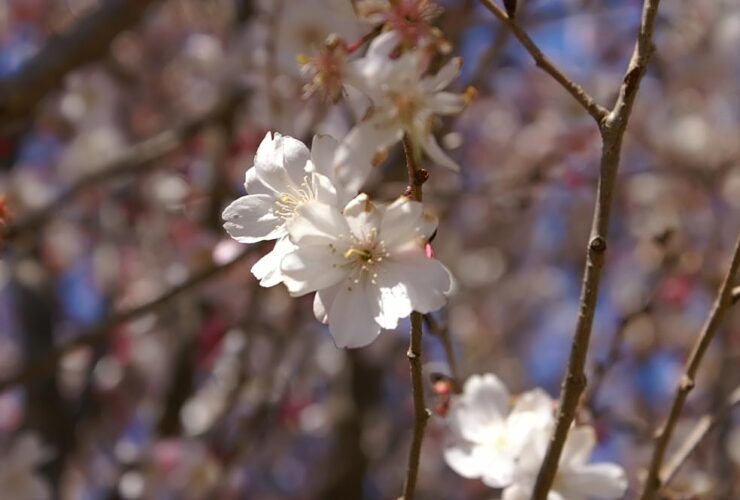 Winter-flowering cherry blossom of the kind planted at Sakurayama Park