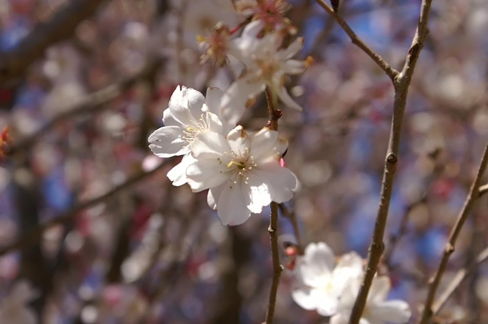 Winter-flowering cherry blossom of the kind planted at Sakurayama Park